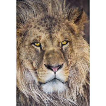 Fototapet cu animale Tigru 1-619 maro 127cm x 184cm Fototapet cu animale Tigru 1-619 maro 127cm x 184cm