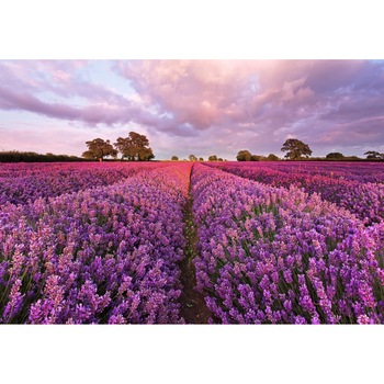 Fototapet cu Camp cu Lavanda komar 1-615 mov 184cm x 127cm Fototapet cu Camp cu Lavanda komar 1-615 mov 184cm x 127cm