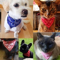 zgarda cu bandana pentru caini si pisici goku opportunity pet albastrualb marimea xs 30x1 cm imagen 27_0_
0