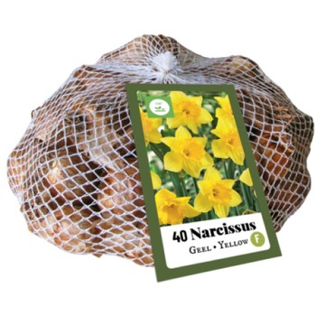 Bulbi Narcise Galbene, Holland, Pachet XXL 40 buc Bulbi Narcise Galbene, Holland, Pachet XXL 40 buc