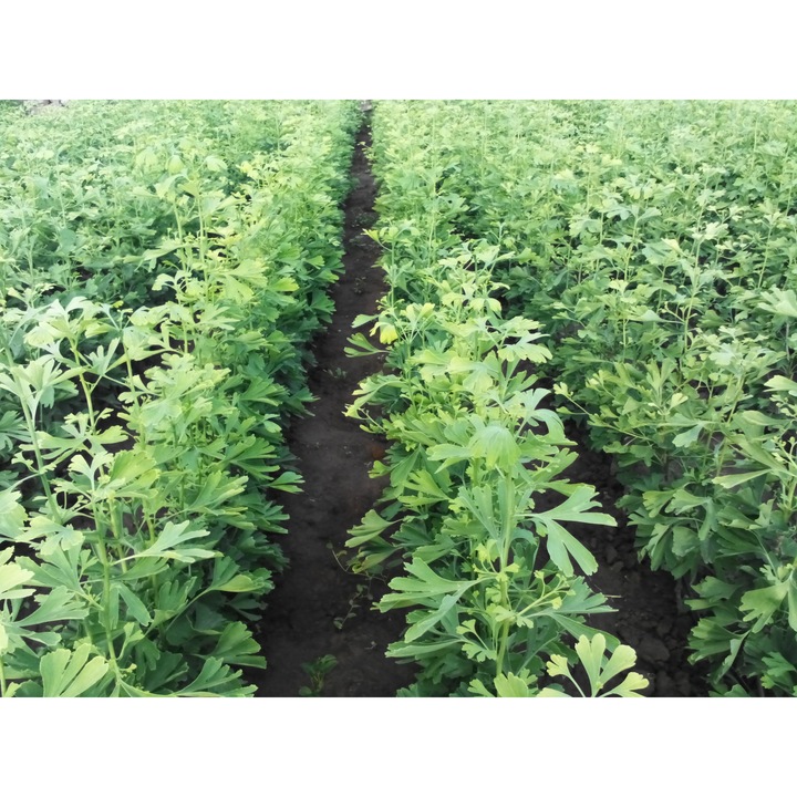 Pom Ginkgo Biloba, Arborele Pagodelor, Biovegetal, 50 cm