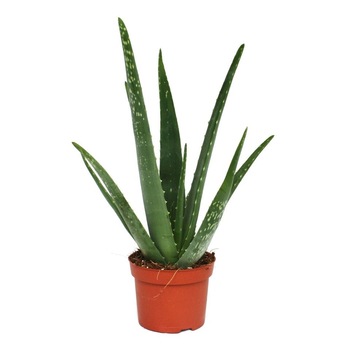 Aloe Vera H30 cm, D12 ( absoarbe radiatiile) cu vas decorativ, Secret Garden Aloe Vera H30 cm, D12 ( absoarbe radiatiile) cu vas decorativ, Secret Garden
