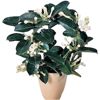 Stephanotis - Iasomia de Madagascar parfumata (floarea fericirii) cu vas decorativ inclus