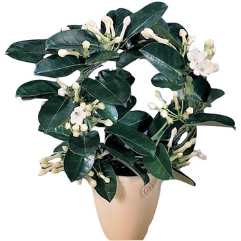 Stephanotis - Iasomia de Madagascar parfumata (floarea fericirii) + vas decorativ, Secret Garden Stephanotis - Iasomia de Madagascar parfumata (floarea fericirii) + vas decorativ, Secret Garden