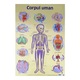 Plansa. Corpul uman