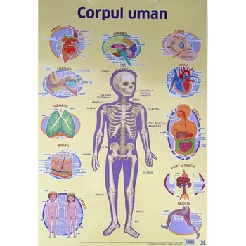 Plansa. Corpul uman Plansa. Corpul uman