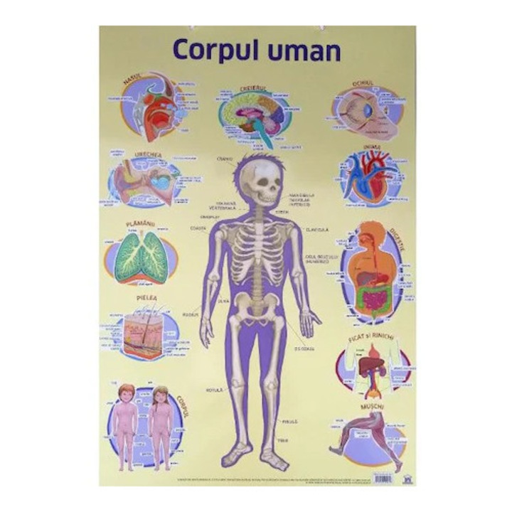 Plansa. Corpul uman