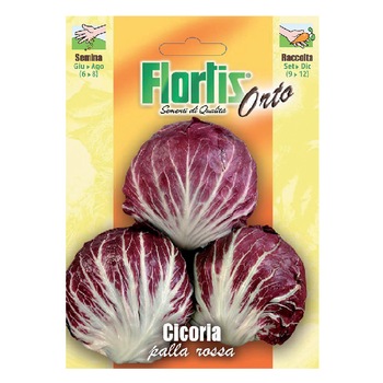 Seminte Cicoare de gradina Radicchio Rosso, plic 10 grame Seminte Cicoare de gradina Radicchio Rosso, plic 10 grame