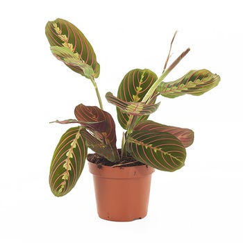 Maranta - Planta care se roaga pentru casa (cu vas decorativ inclus), Secret Garden Maranta - Planta care se roaga pentru casa (cu vas decorativ inclus), Secret Garden