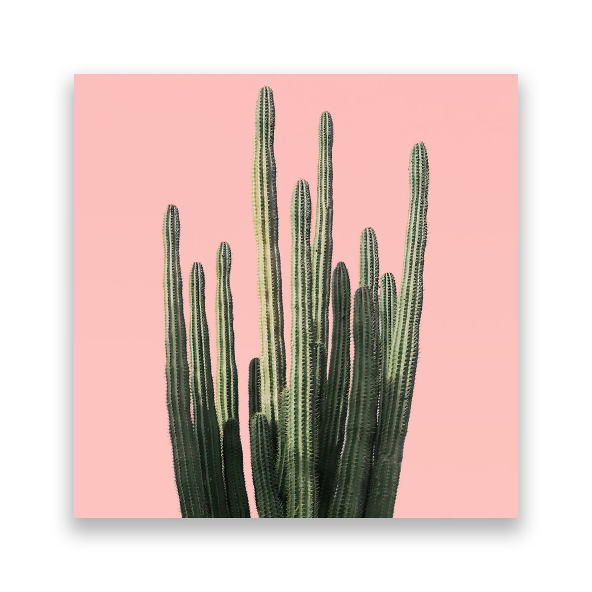 Tablou Canvas - Natura, Plante, Cactus, Verde, 60 x 60 cm