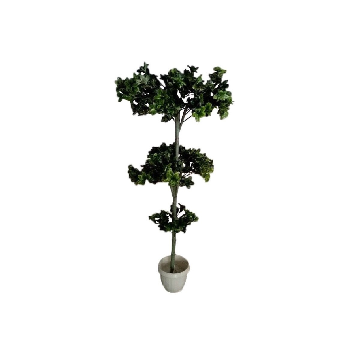 Rhododendron pe 3 etaje, Baron, Verde, 155cm