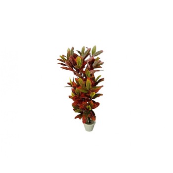 Croton, Baron, 150cm Croton, Baron, 150cm