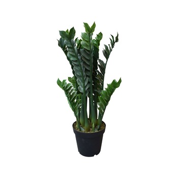 Zamia artificiala, Baron, Verde, 70cm Zamia artificiala, Baron, Verde, 70cm