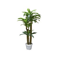 dracaena lamaie lime baron 160cm imagen 3_0_
0