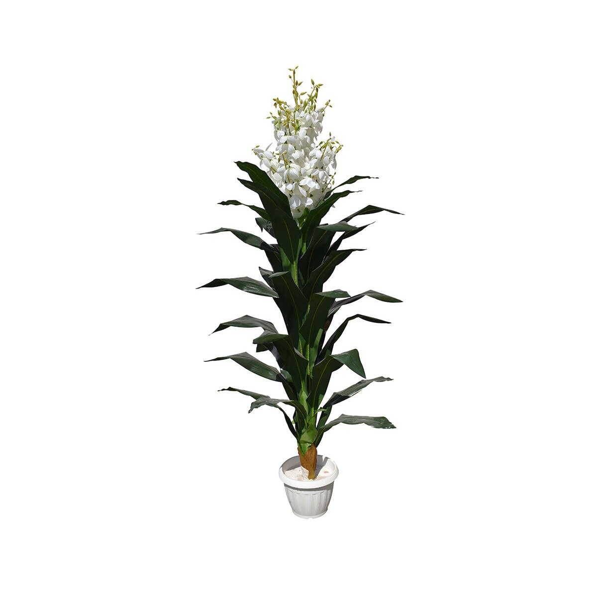 Yucca in alb, Baron, Alb, 160cm