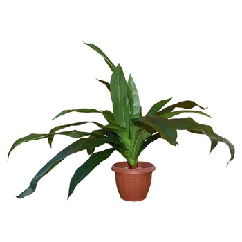Yucca Simpla Artificiala, Baron, Verde, 80cm Yucca Simpla Artificiala, Baron, Verde, 80cm