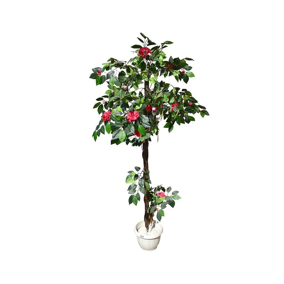 Azalea Yaponica, Baron, Verde, 160cm