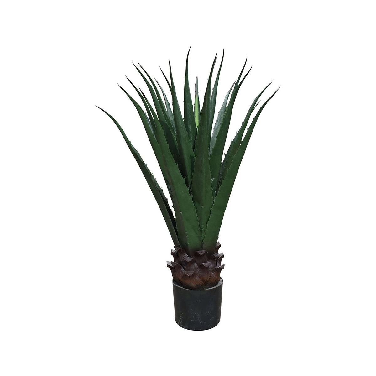 Agave cu frunze largi, Baron,Verde, 90cm