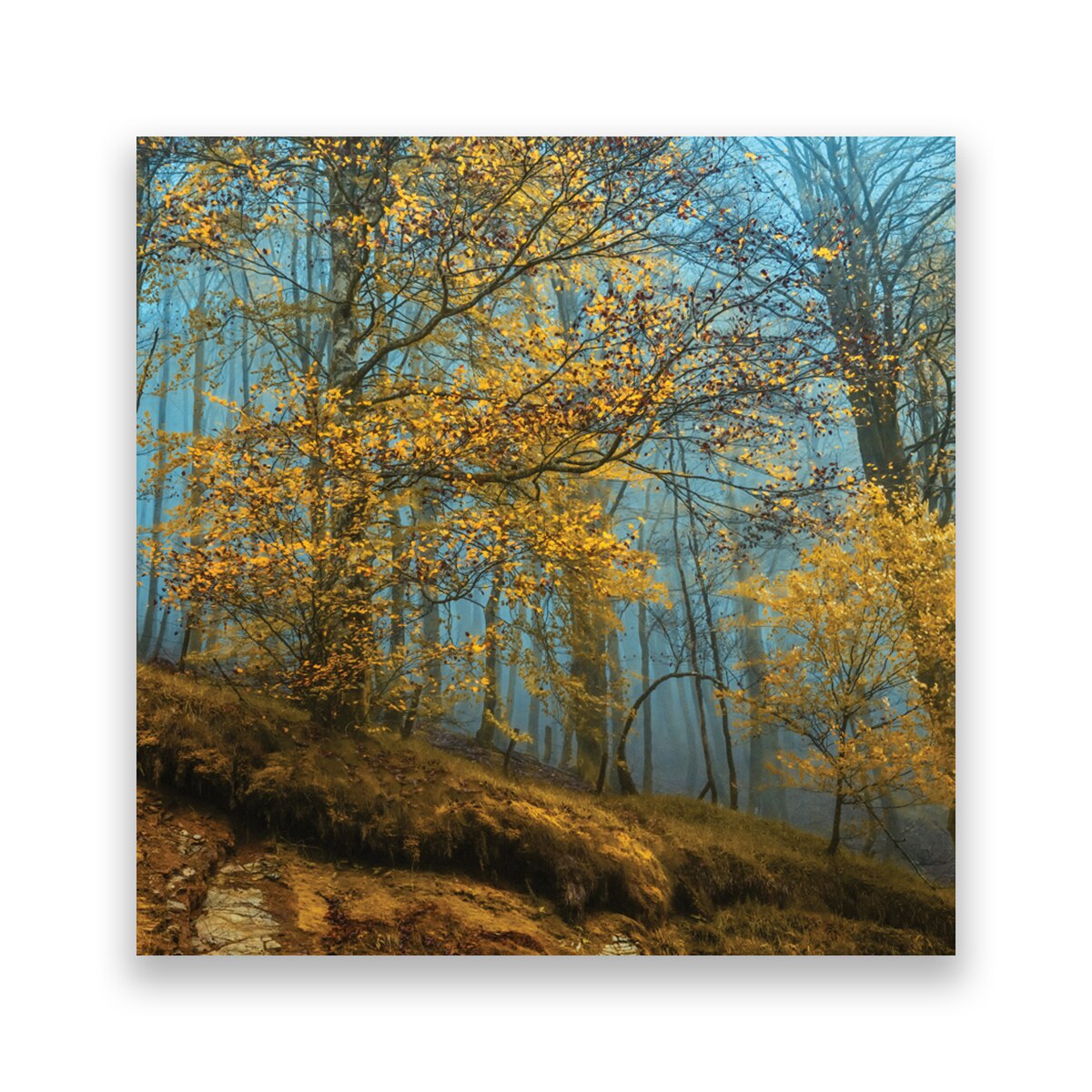 Tablou Canvas - Natura, Peisaj, Padure, Frunze, Toamna, 100 x 100 cm
