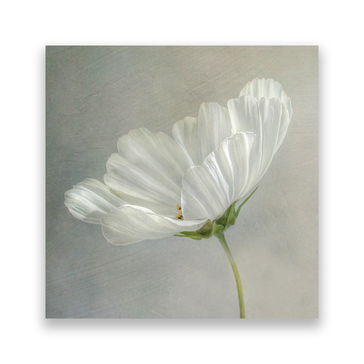 Tablou Canvas - Floral, Flori de maci, Alb, Pictura, 100 x 100 cm