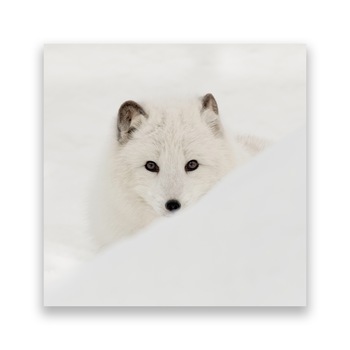 Tablou Canvas - Animal, Lup, Zapada, Iarna, Alb, 100 x 100 cm Tablou Canvas - Animal, Lup, Zapada, Iarna, Alb, 100 x 100 cm