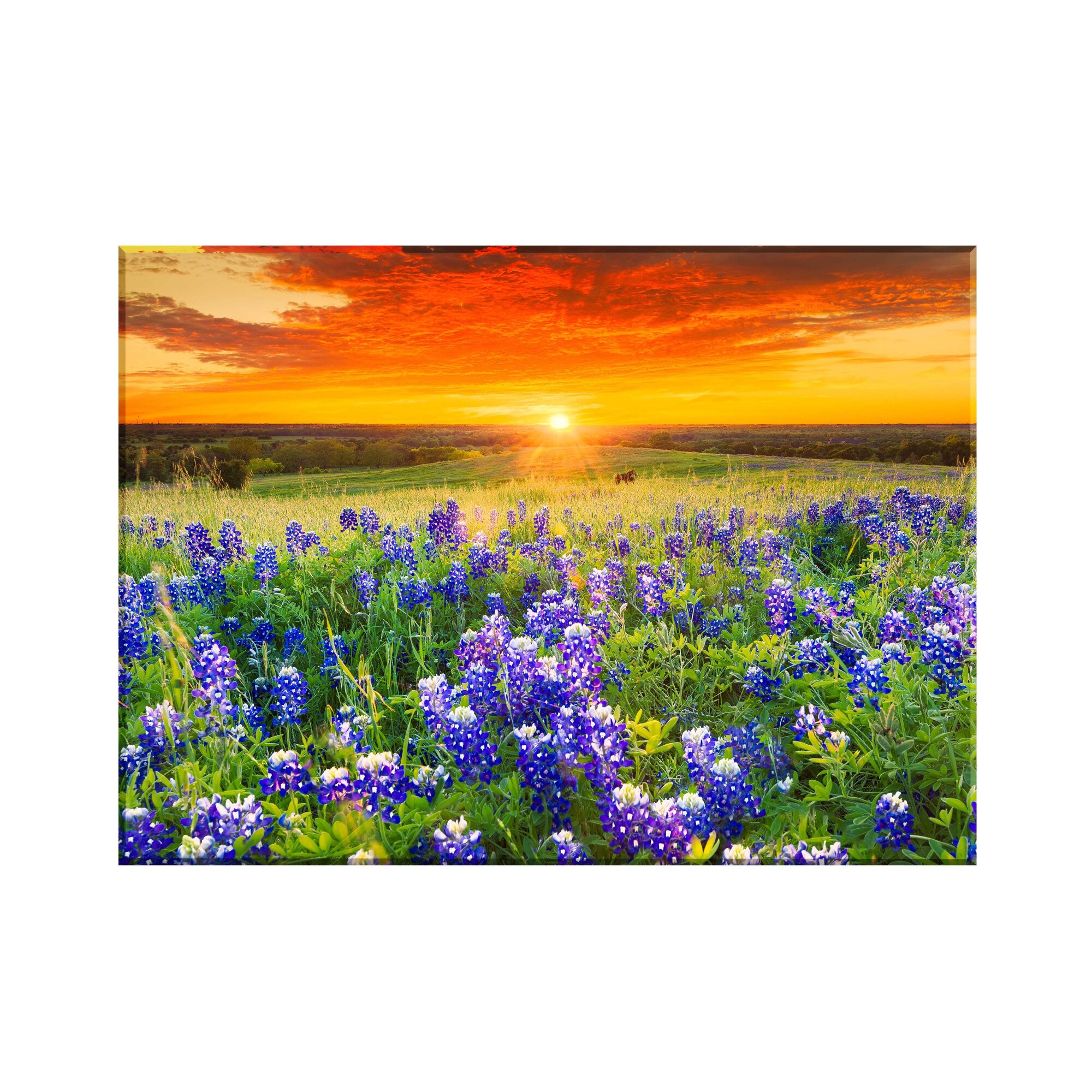 Sticla bucatarie securizata Saint Gobain Glass®, imprimata 90x65cm, protectie antistropire pentru aragaz, Ambra Deco, Camp flori