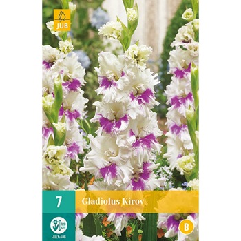 Bulbi Gladiole Kirov, Holland, 7 buc Bulbi Gladiole Kirov, Holland, 7 buc