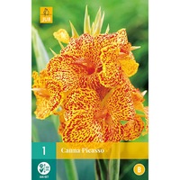 bulbi canna picasso holland 1 buc imagen 16_0_
0