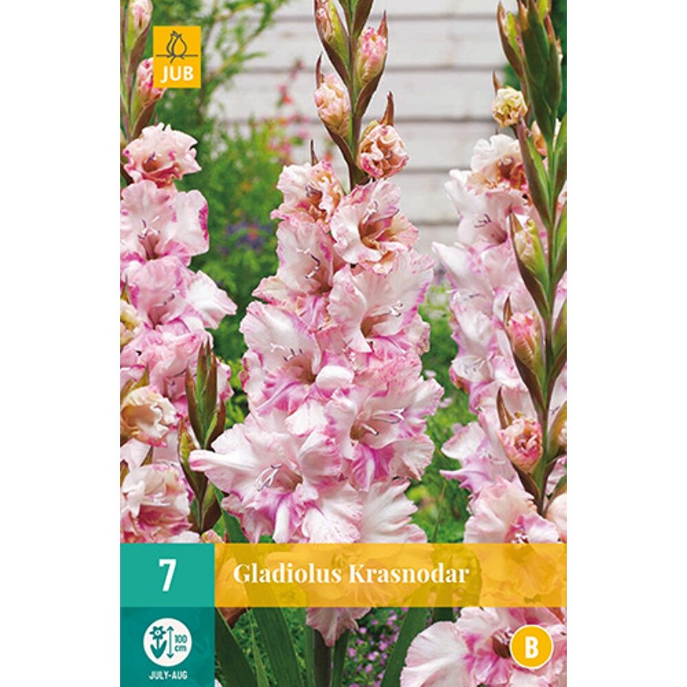 Bulbi Gladiole Krasnodar, Holland, 7 buc