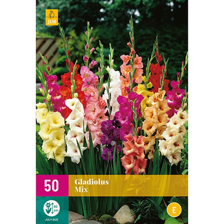 Hollandica, Kardvirág XL Pack virághagymák, 50 darab