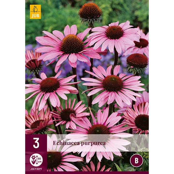 Rizom de radacina, Echinacea Purpurea, Jub Holland, 3 buc