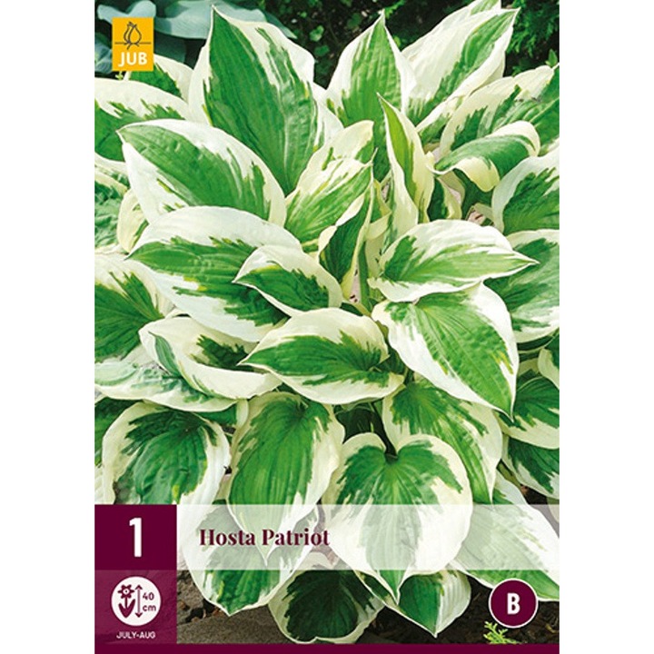 Rizomi, Crini de Toamna Hosta Patriot, Jub Holland, 1 buc