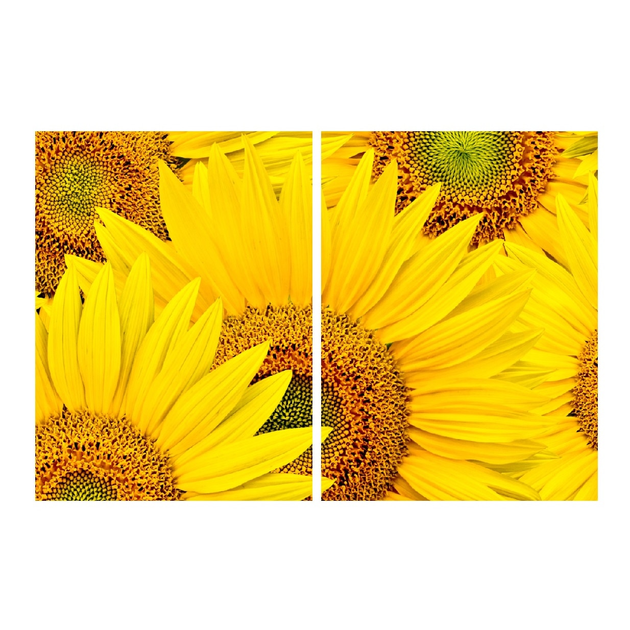 Tablou multicanvas 2 piese Flori 2, 100 x 70 cm