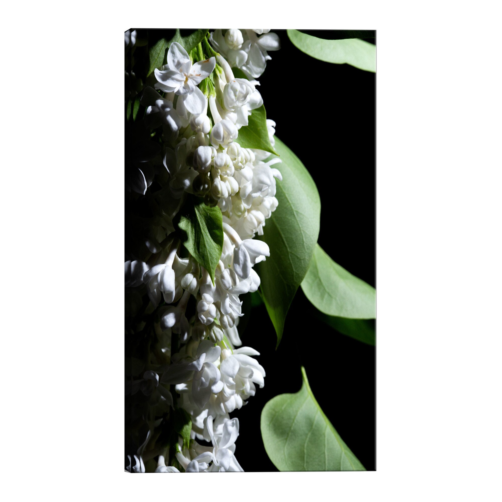 Tablou canvas - Detaliu liliac - 80 x 120 cm