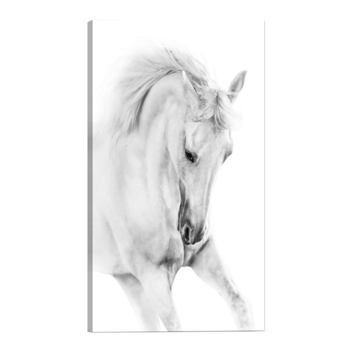 Tablou canvas - Cal alb - 80 x 120 cm