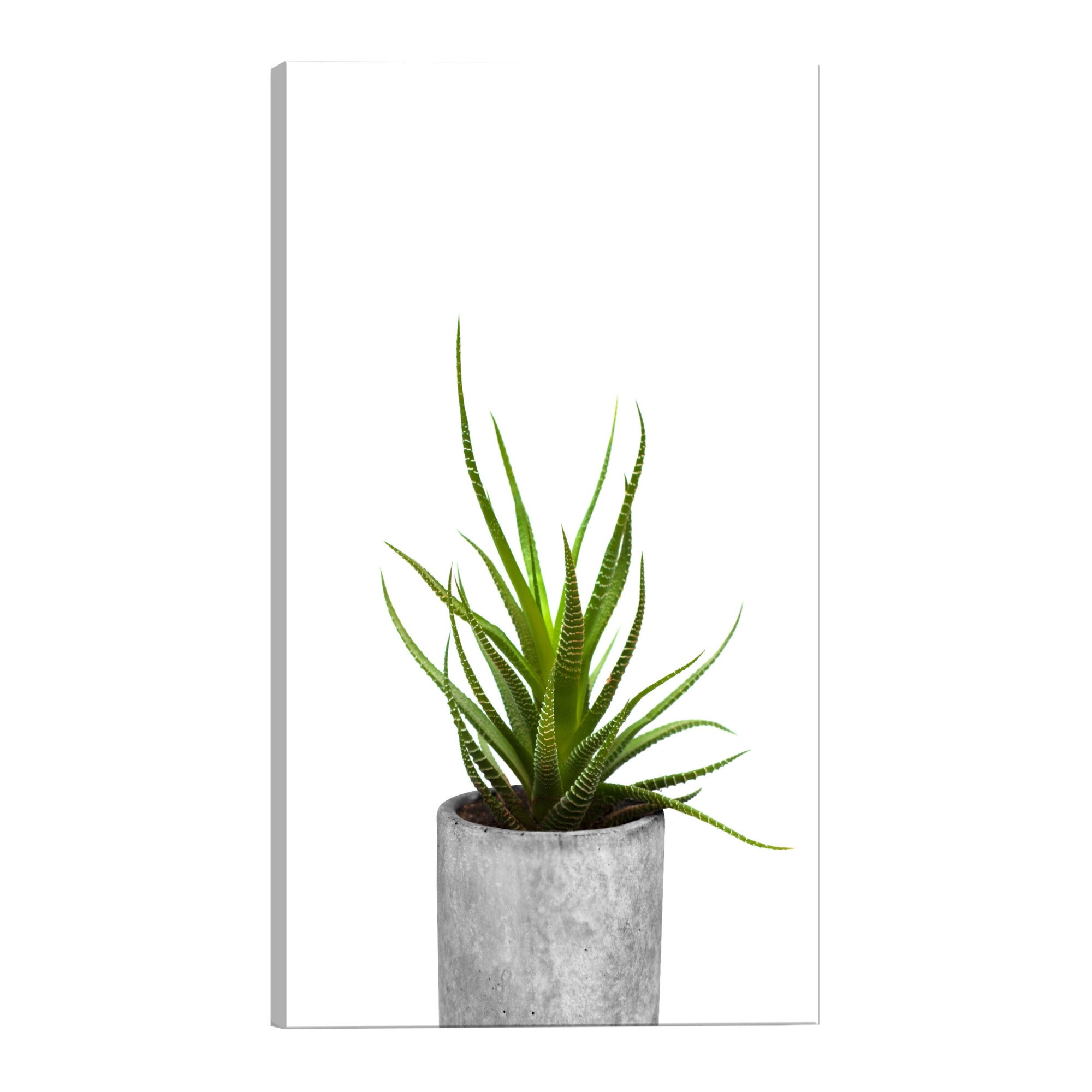 Tablou canvas - Haworthia - 80 x 120 cm