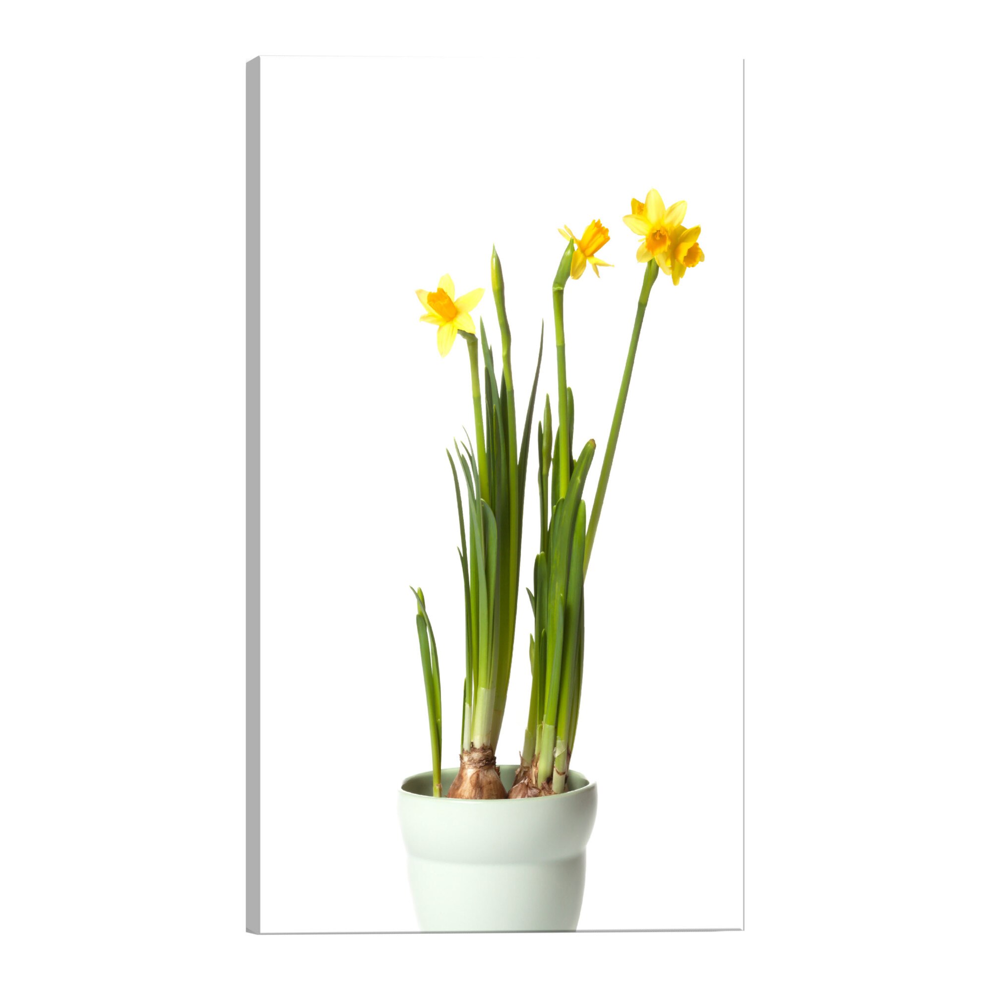 Tablou canvas - narcis - 80 x 120 cm