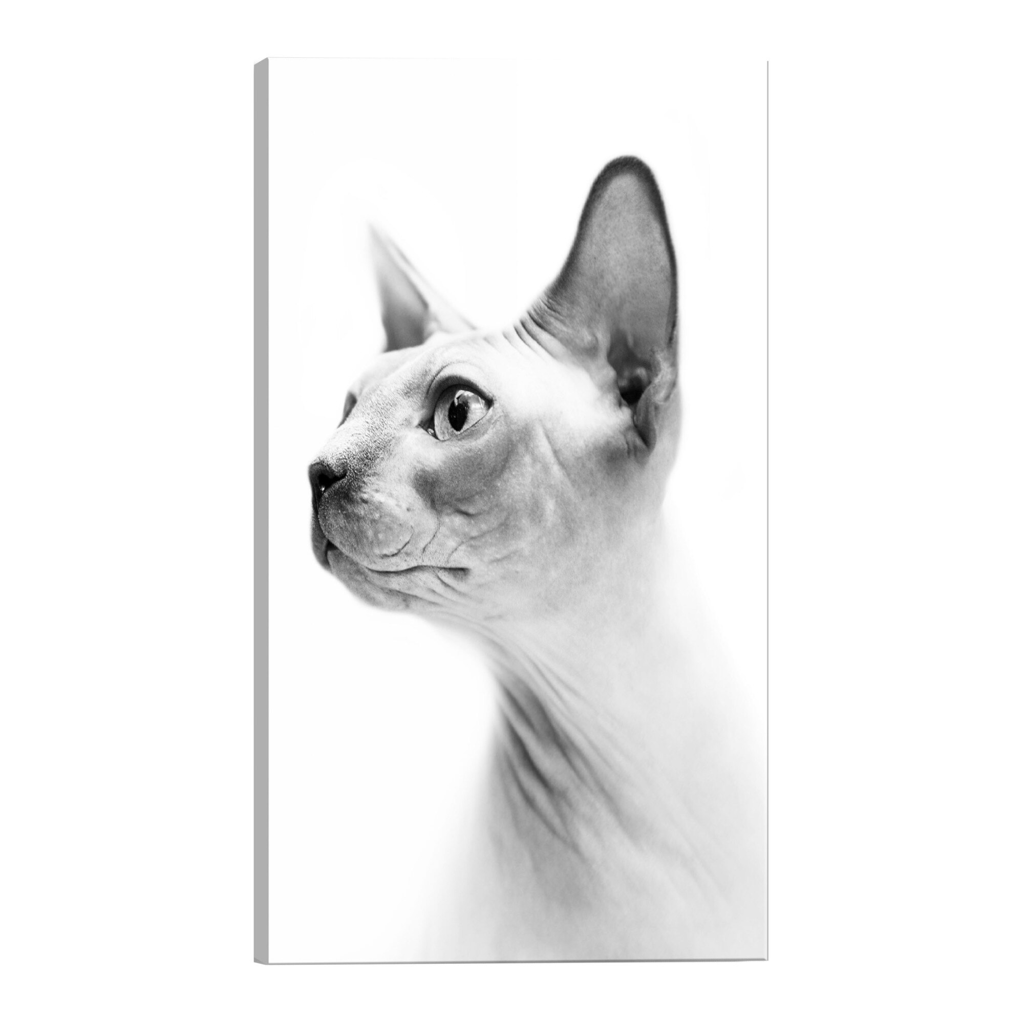 Tablou canvas - Pisica fara par - 40 x 60 cm