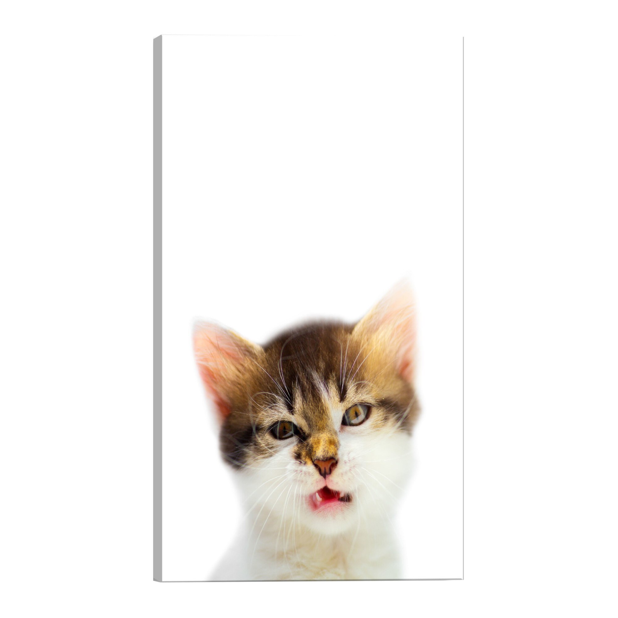 Tablou canvas - Pisica Vexed - 40 x 60 cm