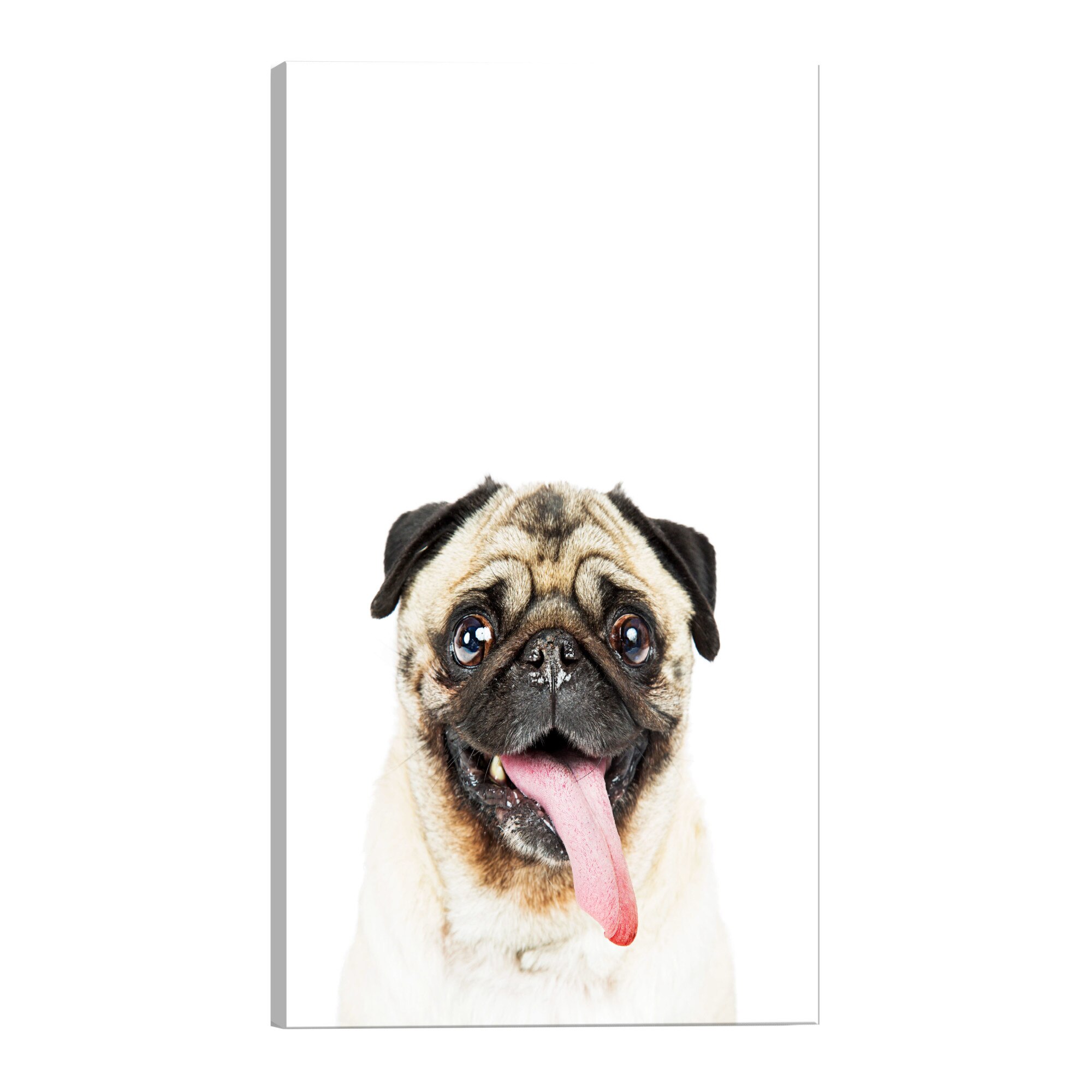 Tablou canvas - Mops - 80 x 120 cm