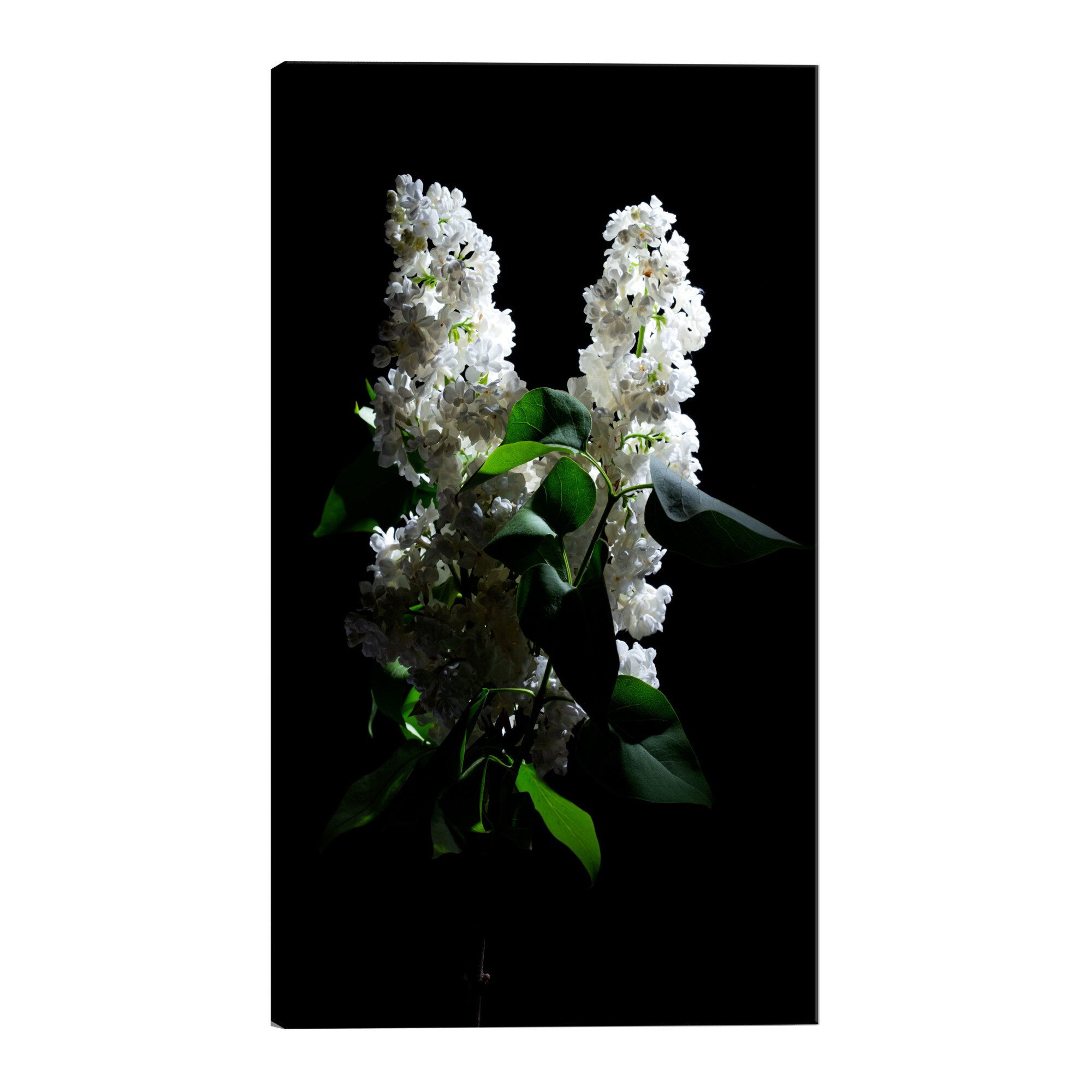 Tablou canvas - Liliacul noaptea - 40 x 60 cm