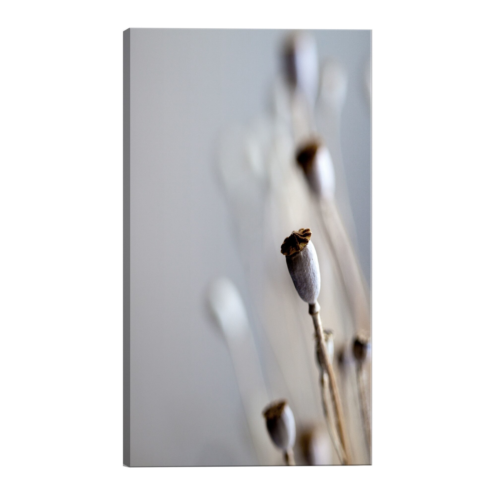 Tablou canvas - Maci uscate - 80 x 120 cm