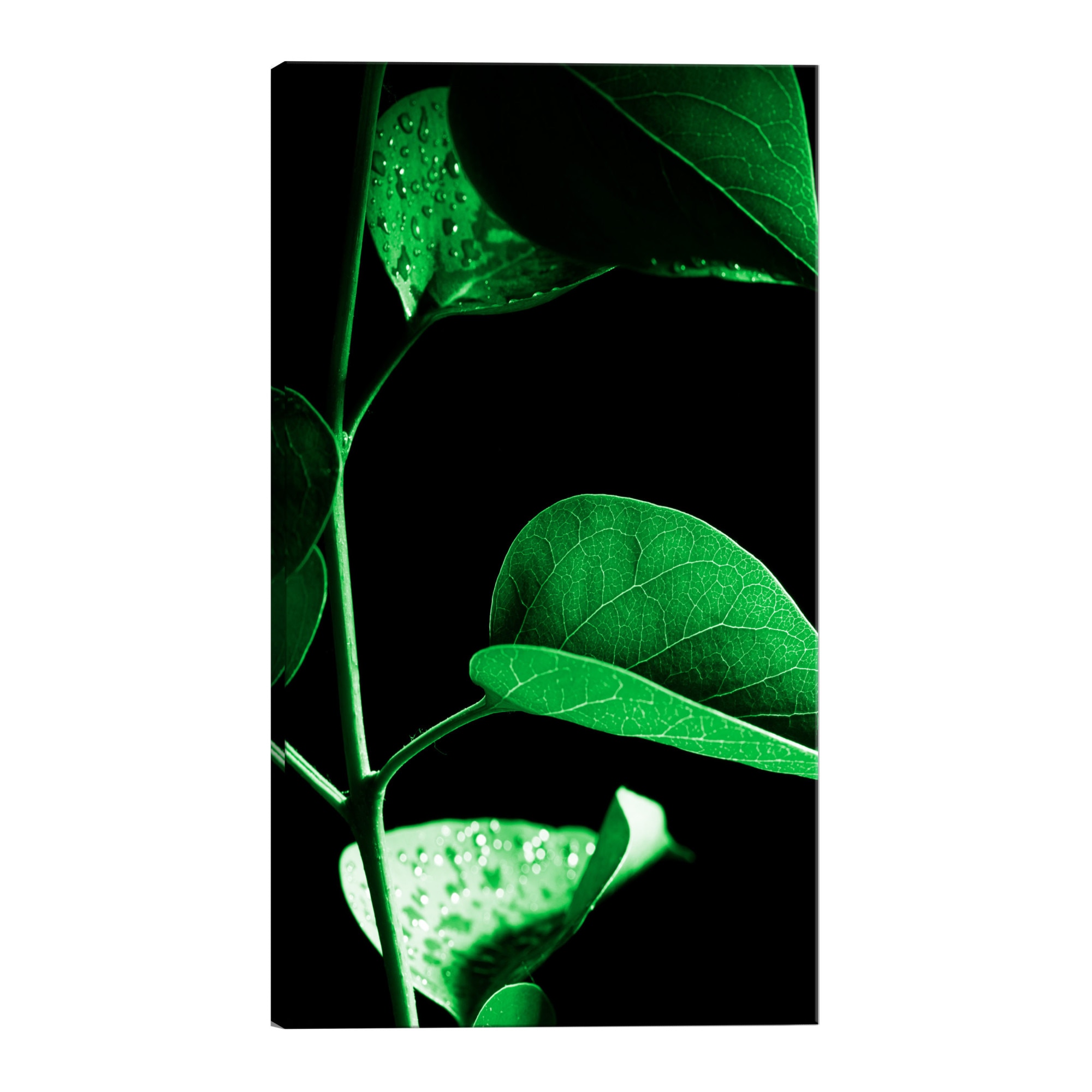 Tablou canvas - Planta in negru - 80 x 120 cm