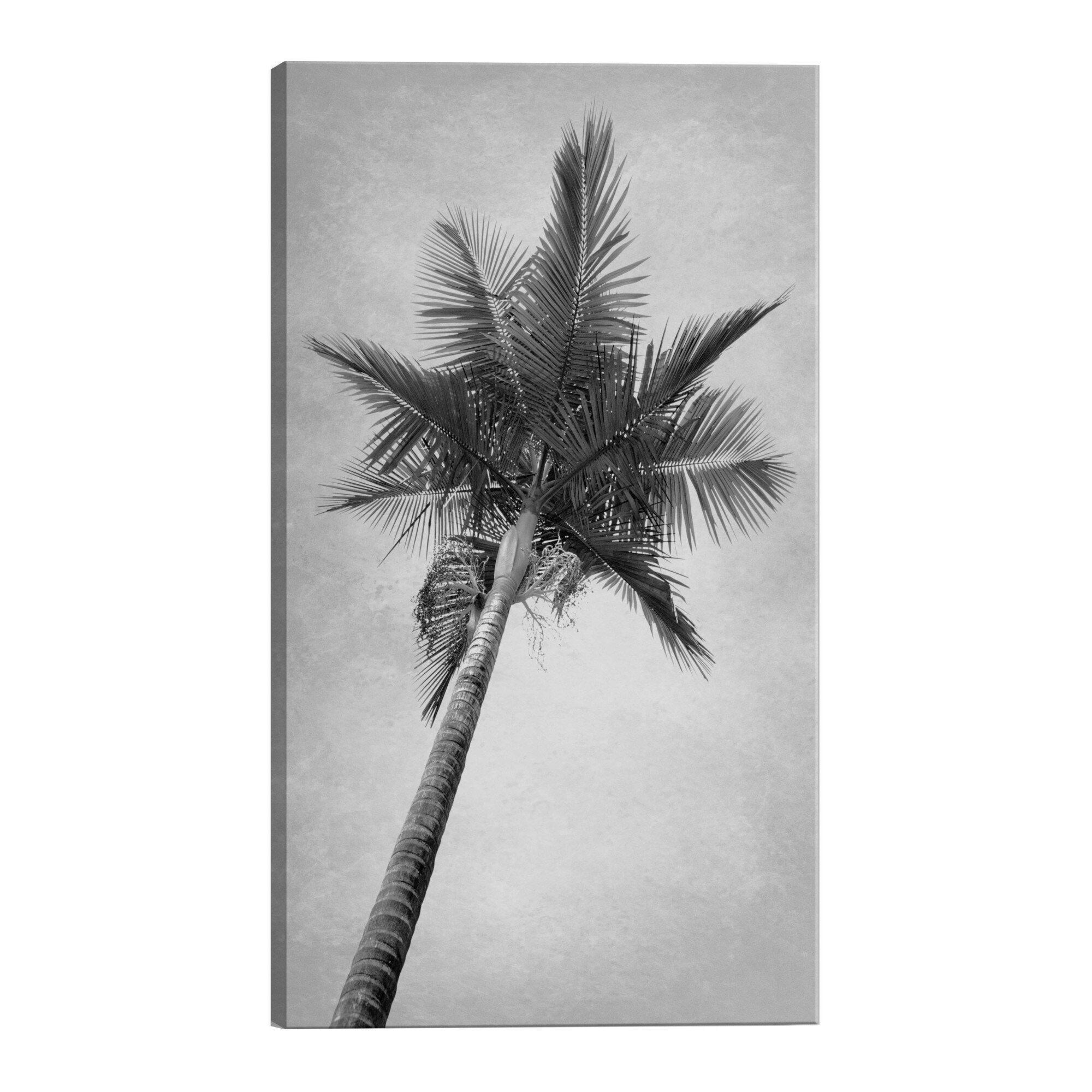 Tablou canvas - Palmier inalt - 80 x 120 cm