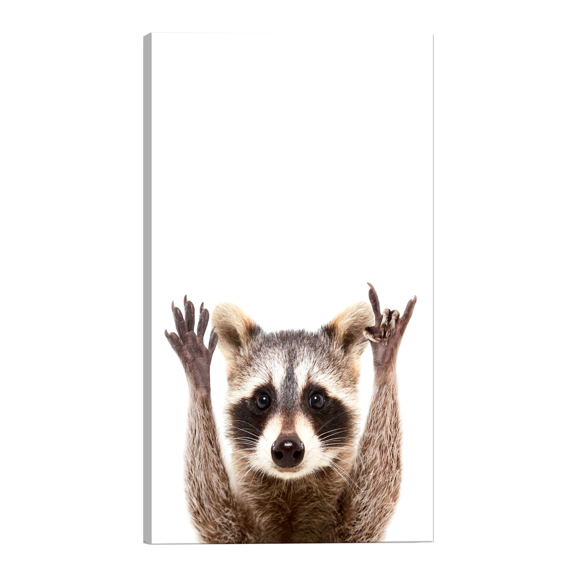 Tablou canvas - Raccoon - 80 x 120 cm
