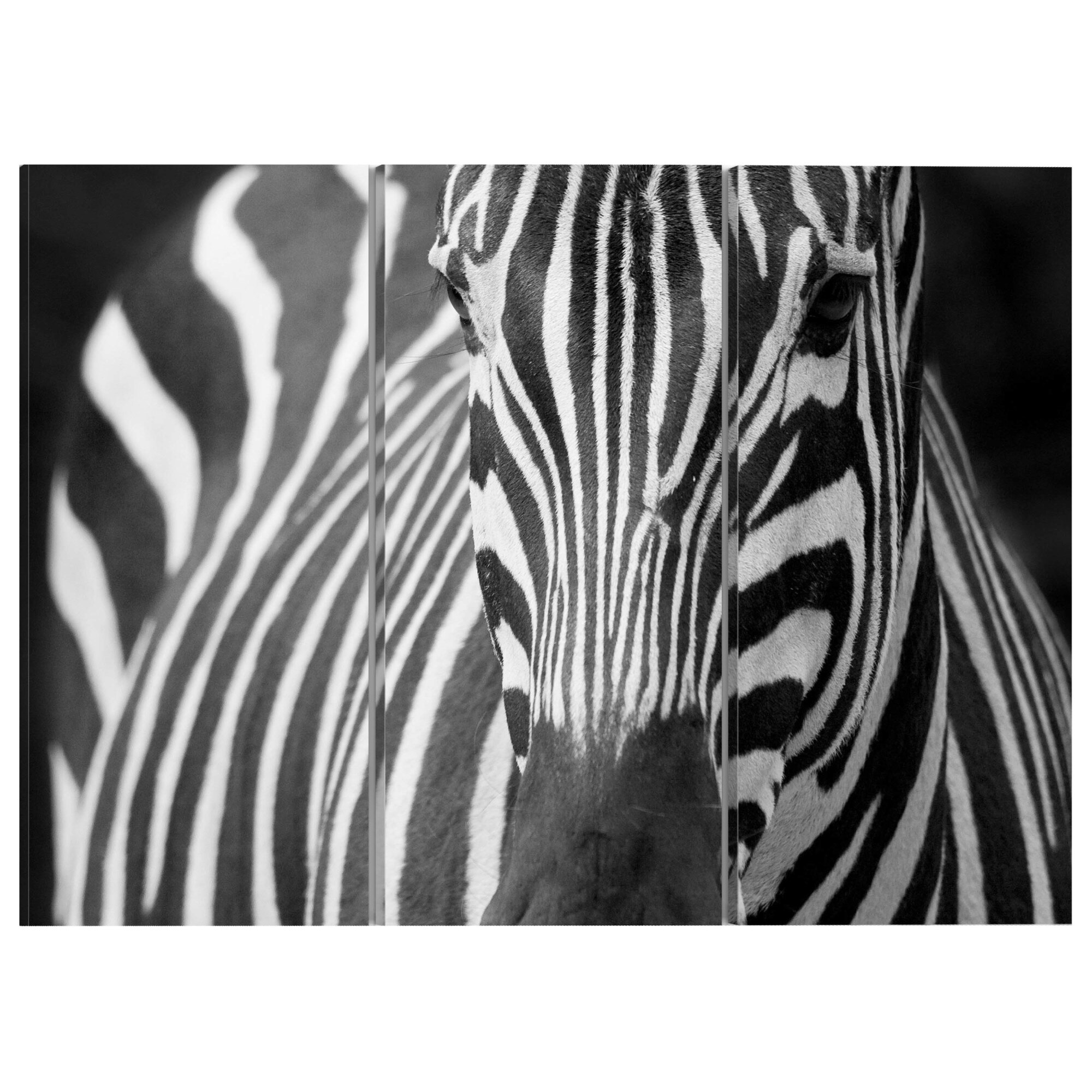 Tablou canvas 3 piese - Doamna Zebra - 60 x 40 cm