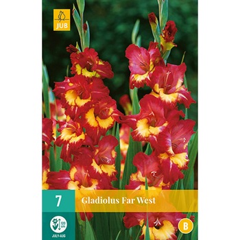 Bulbi Gladiole Far West, Holland, 7 buc Bulbi Gladiole Far West, Holland, 7 buc