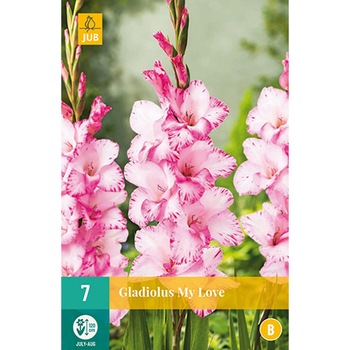 Bulbi Gladiole My Love, Holland, 7 buc Bulbi Gladiole My Love, Holland, 7 buc
