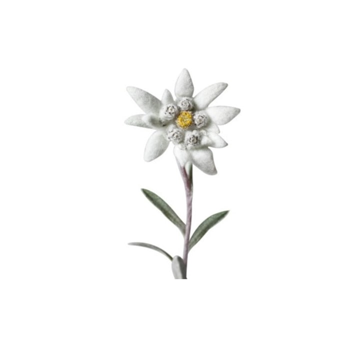 Floare de Colt naturala, conservata , cu magnet, CDIMAG®