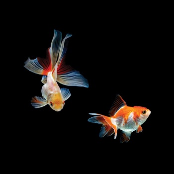 Panou decorativ din sticla securizata pentru bucatarie, protectie aragaz, antistropire, sticla securizata 6mm, Print UV, octopus, imprimata Multicolor, 600mmx600mm oct119-60x60 Panou decorativ din sticla securizata pentru bucatarie, protectie aragaz, antistropire, sticla securizata 6mm, Print UV, octopus, imprimata Multicolor, 600mmx600mm oct119-60x60